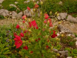2013-08-18_Regina-F-Rau_Schachen_Blumen  (052).JPG